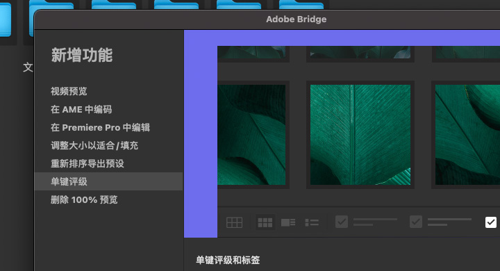 Adobe Bridge v2021 11.1.1 incl ACR for mac 图像组织管理工具 br下载